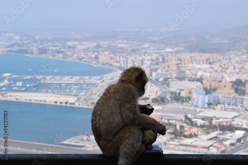 The Monkey's of Gibraltar