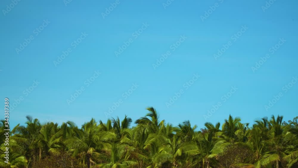 Clear blue sky with lush green coconut trees swaying in the wind, Fiji in 4K Clear blue sky with lush green coconut trees swaying in the wind, Fiji in 4K