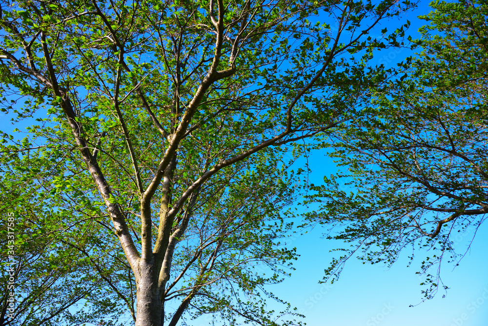 Fototapeta premium 葉桜