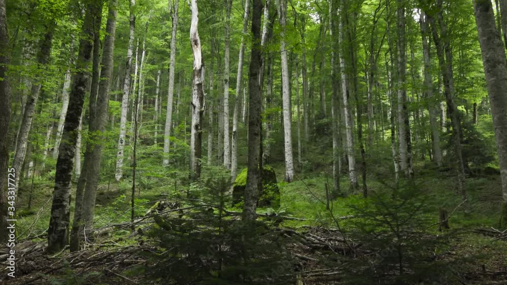 Panning View Of Old Growth Trees In National Park, Montenegro.