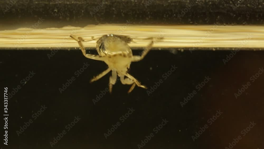 Young ginat water bug swimming by the surface Young ginat water bug swimming by the surface