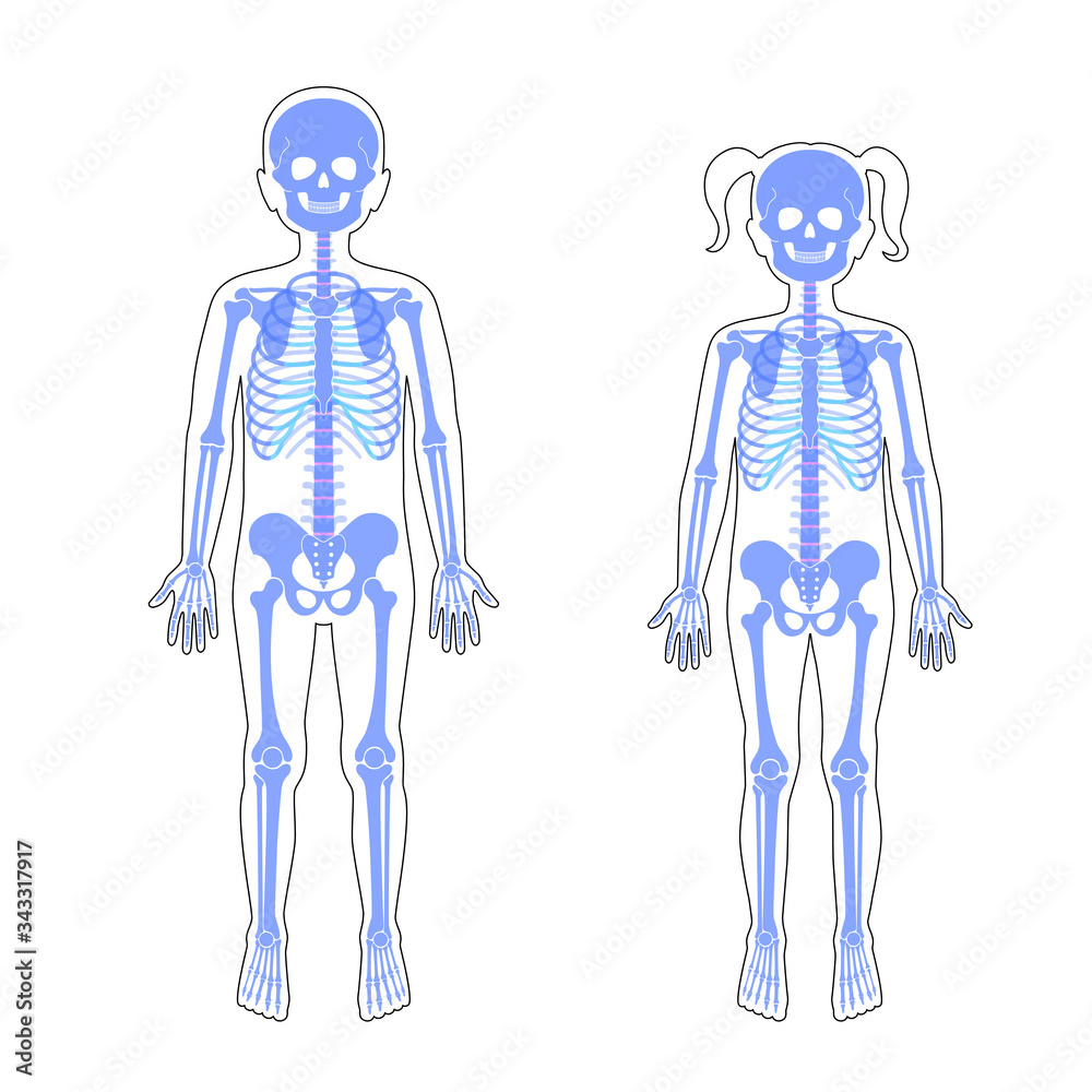 Children boy and girl skeleton anatomy 