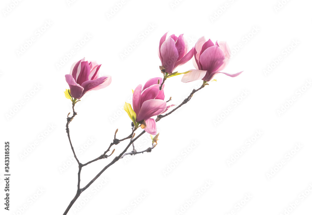 magnolia flower spring branch isolated on white background magnolia flower spring branch isolated on white background