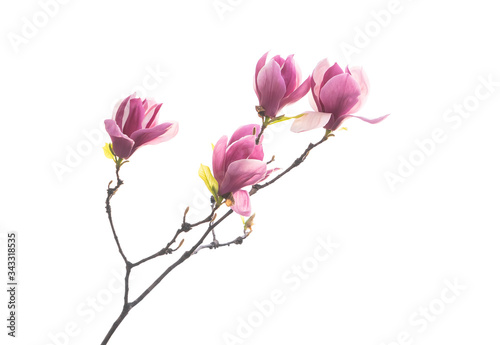 magnolia flower spring branch isolated on white background