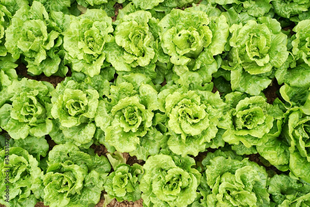lettuce vegetable salad growing in rural farmland lettuce vegetable salad growing in rural farmland
