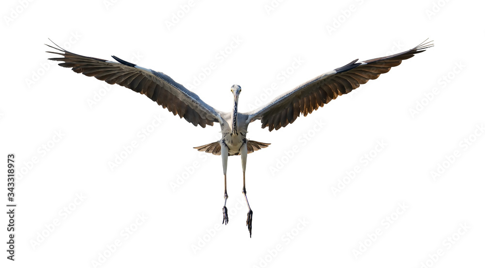 Fototapeta premium grey heron isolated on white background