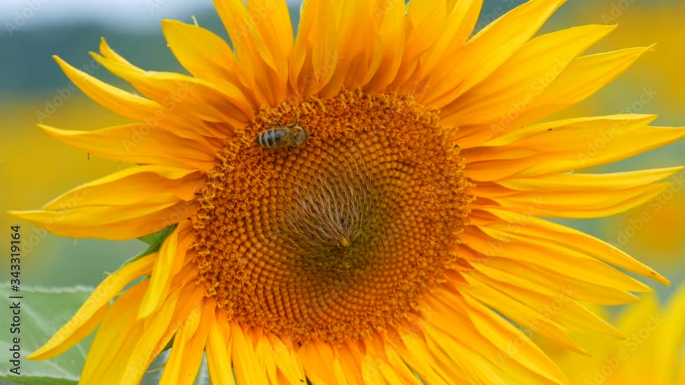 A bee pollinates a young blooming sunflower in a field in a natural environment. A bee pollinates a young blooming sunflower in a field in a natural environment.