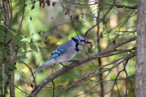 Blue Jay In The Tree, Whitemud Park, Edmonton, Alberta