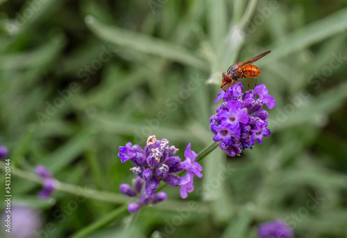 Exotic Orange fly laying on a beautiful magenta flower getting some nectar, hence creating a peaceful image scene.