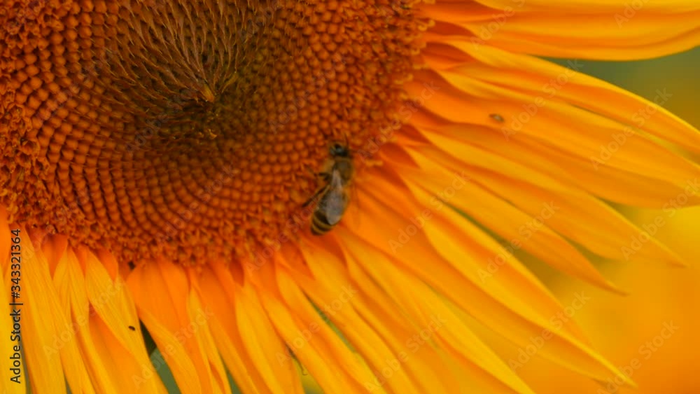 A bee pollinates a young blooming sunflower in a field in a natural environment. A bee pollinates a young blooming sunflower in a field in a natural environment.