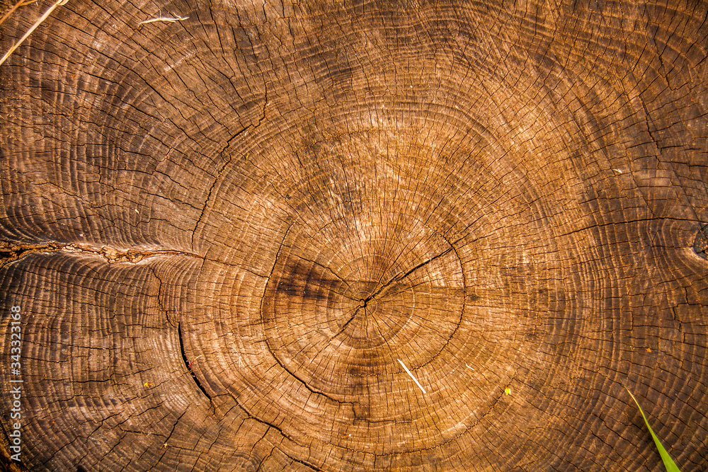 Tree trunk cross-section showing the tree rings Tree trunk cross-section showing the tree rings