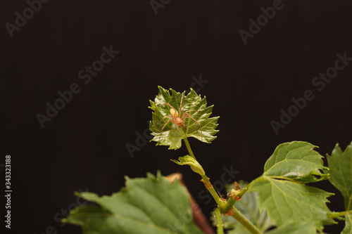 Rooted grape cuttings on a dark blurry background. The process of growing vines.