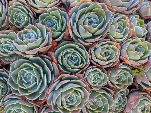Pink and Green Succulents 1