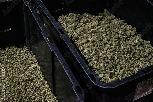 Obraz na płótnie Marihuana flowers in totes