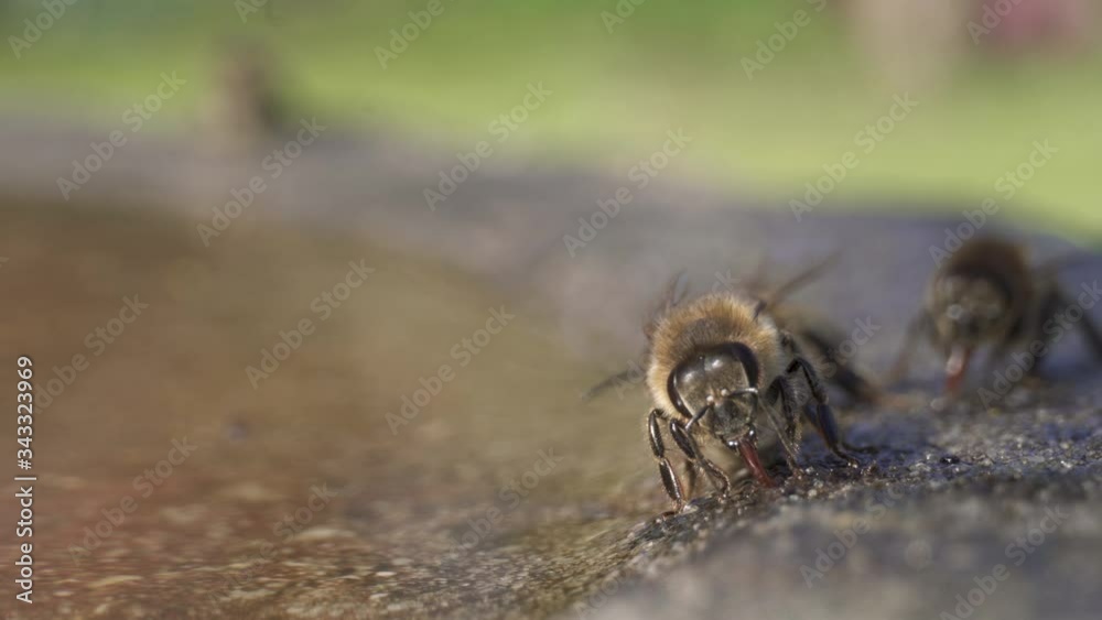 Thirsty bees drinking water from bird bath in garden on spring day, still shot Thirsty bees drinking water from bird bath in garden on spring day, still shot