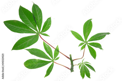 Beautiful Cassava leaf on white background © Danykur