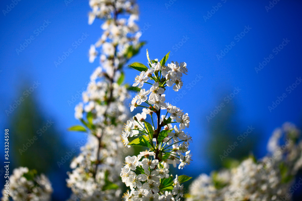 Blooming cherry tree in the garden. Cherry flowers close up.A bouquet flowers. Floral collage. Flower composition. Nature. Blooming cherry tree in the garden. Cherry flowers close up.A bouquet flowers. Floral collage. Flower composition. Nature.