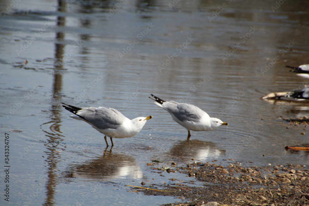 Seagulls On The Water, William Hawrelak Park, Edmonton, Alberta Seagulls On The Water, William Hawrelak Park, Edmonton, Alberta