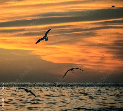 seagulls at sunset, bird, sky, sea, orange, landscape, ocean, shore, yellow, light, reflection © Renee