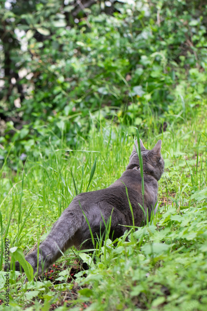 Obraz premium Cat