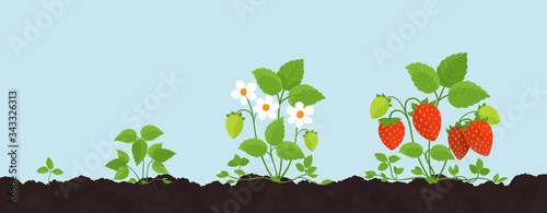 Strawberry growth stages. Harvest fragaria plant development. On the ground. In the garden. Berry ripening period. Vector.