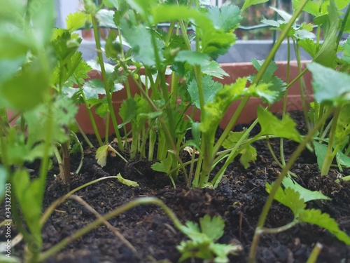 Bilde på lerret Coriander from a local vegetable grower grows up before the gardeners water and sow the fertilizer in his vegetable garden