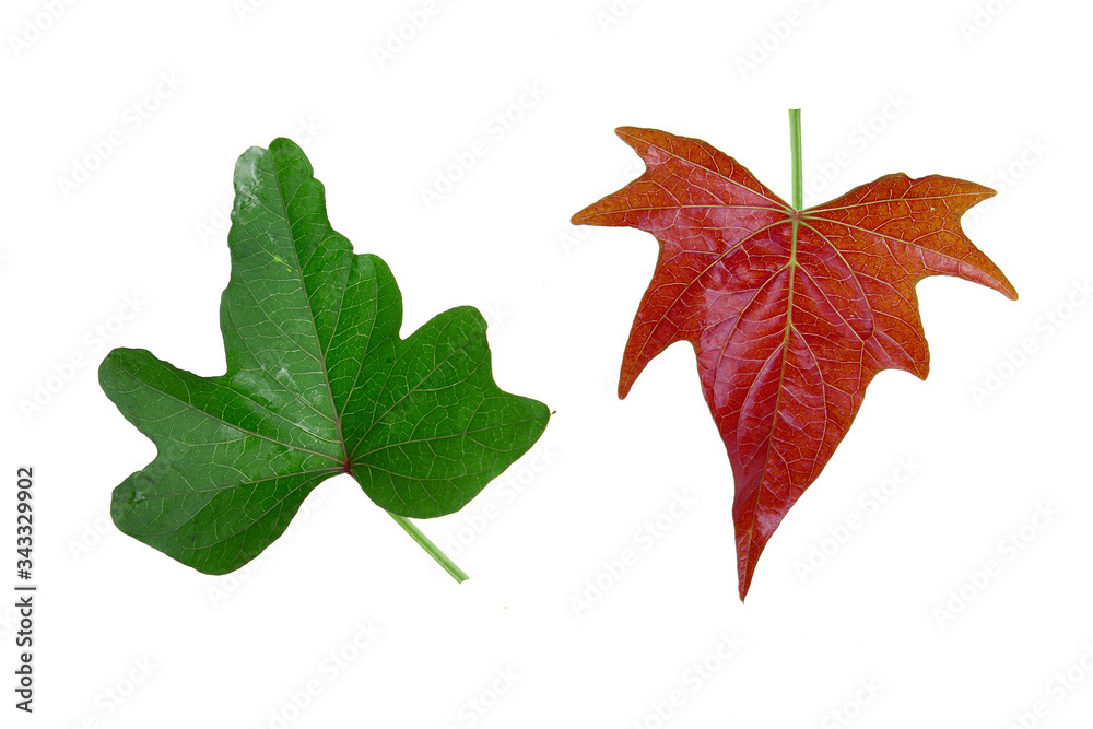 sweet potato leaf isolated on the white background