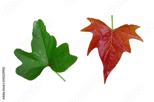 Obraz na płótnie sweet potato leaf isolated on the white background w salonie