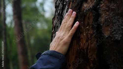 female hand touching the wet bark of a tree