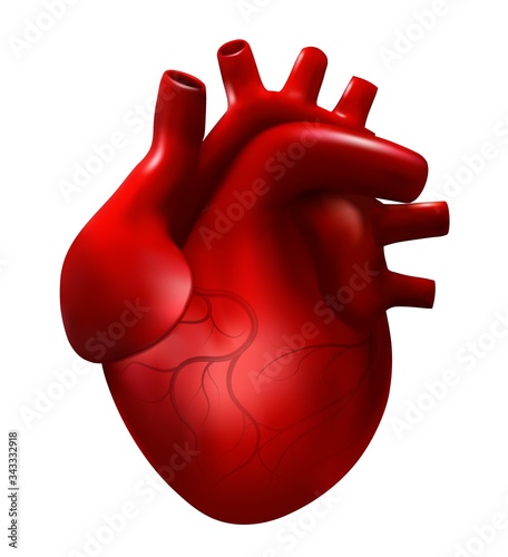 Realistic human heart vector illustration. 3d cardiology model isolated on white background. Red heart, internal organ, anatomy icon.