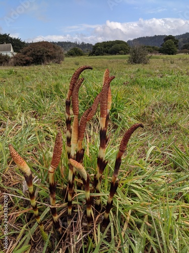 Equisetum arvense - Field Horsetail