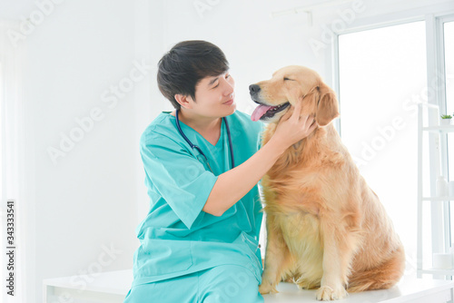 Asian male veterinarian examining golden retriever dog in vet clinic.