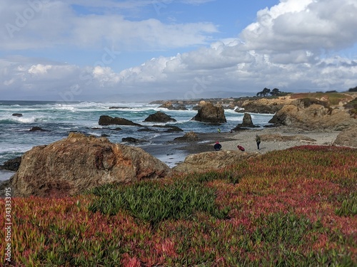 Rocky Beach Shore Ice Plant 