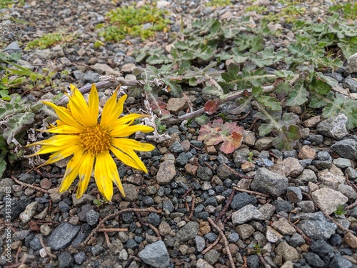 berkheya yellow flower in gravel