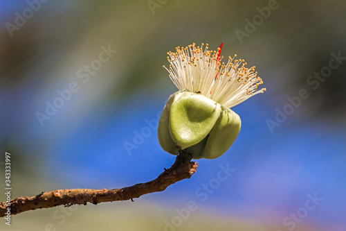 A bumblebee nectar feeder on a white flower (White silk cotton tree - The Latin name is Bombax anceps Pierre )