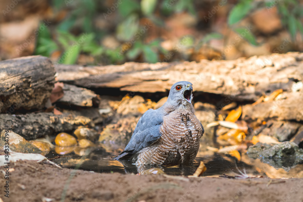 Beautiful bird Shikra ( Accipiter badius ) drink water on pond Beautiful bird Shikra ( Accipiter badius ) drink water on pond