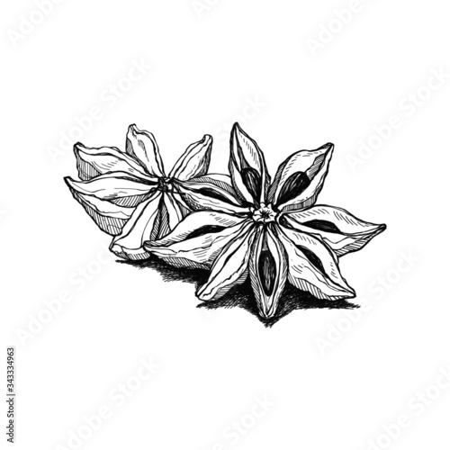 illustration hand drawn sketch 
star anise ink style monochrome outline, for artwork, logo, packaging vector eps10.