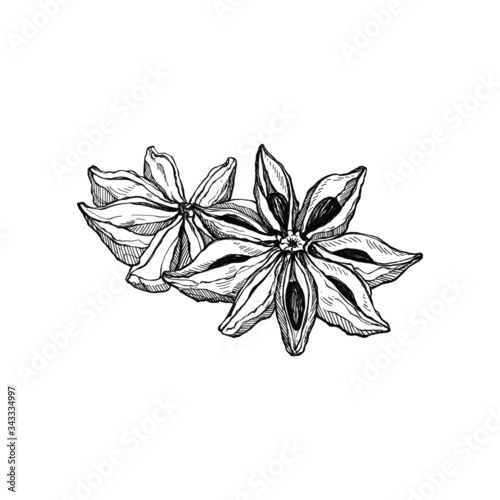 illustration hand drawn sketch 
star anise ink style monochrome outline, for artwork, logo, packaging vector eps10.