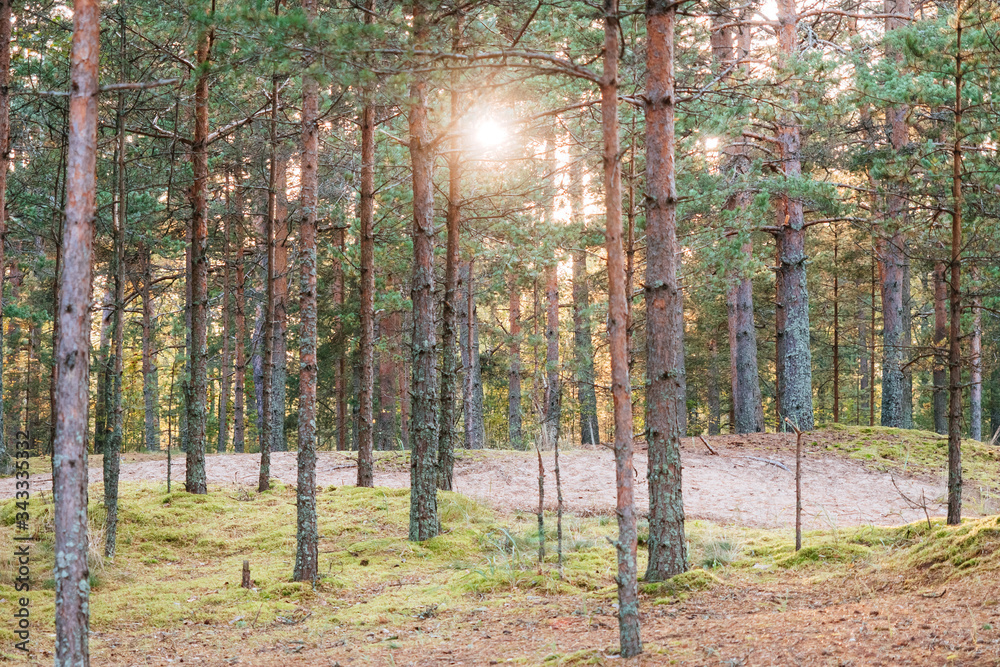 Obraz premium Summer sunny forest