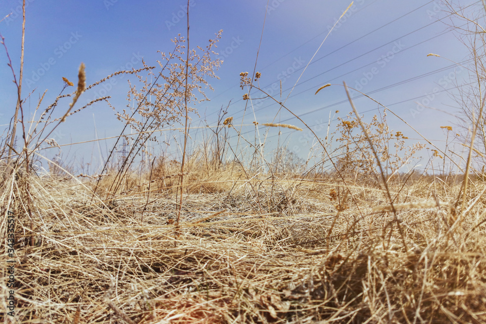Obraz premium dry grass field under blue spring sky