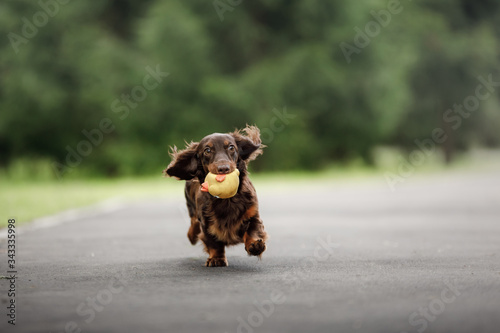 dog on nature in the park. Dachshund puppy. Pet for a walk