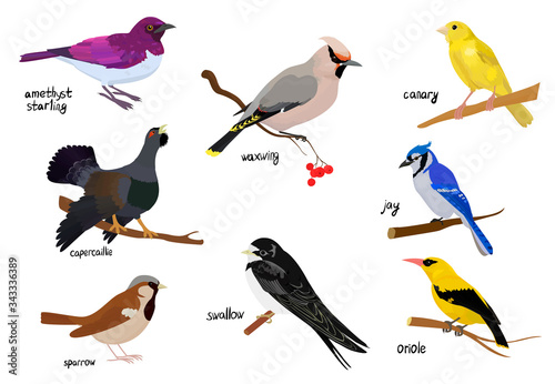 Bird cartoon vector icon illustration on white
