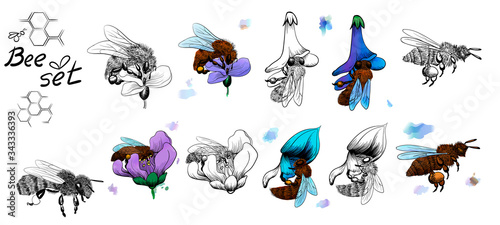 vector honey bee illustration isolated on white