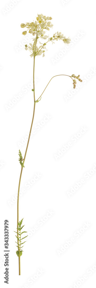 Dropwort, Filipendula vulgaris isolated on white background Dropwort, Filipendula vulgaris isolated on white background