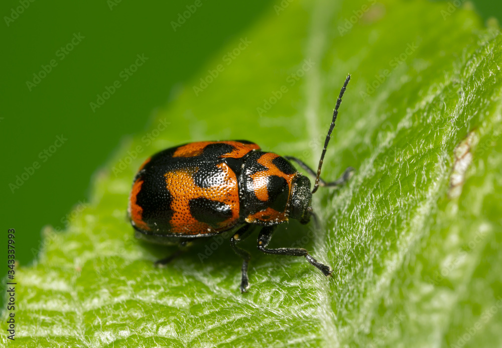 Fototapeta premium 6-spotted pot beetle, Cryptocephalus sexpunctatus on leaf