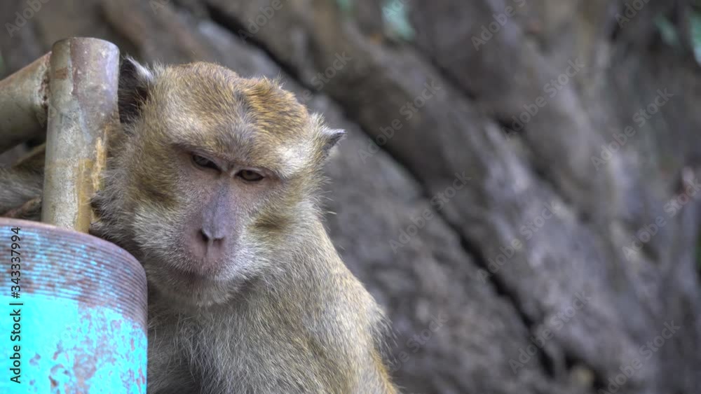 Close Up of Macaque Monkey Yawning. Wild Animal in Natural Habitat Close Up of Macaque Monkey Yawning. Wild Animal in Natural Habitat