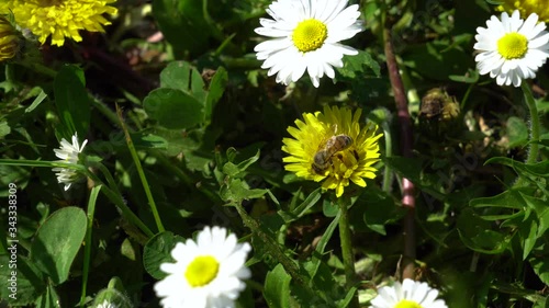 The bee on the flower - shooting of a bee getting pollen during its working hours photo