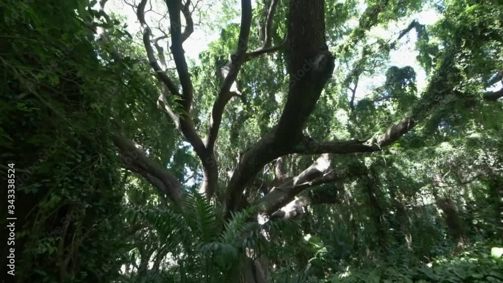 Peering through dense jungle and between twisted Banyan branches Honolua Bay Access, Maui, slow motion Peering through dense jungle and between twisted Banyan branches Honolua Bay Access, Maui, slow motion