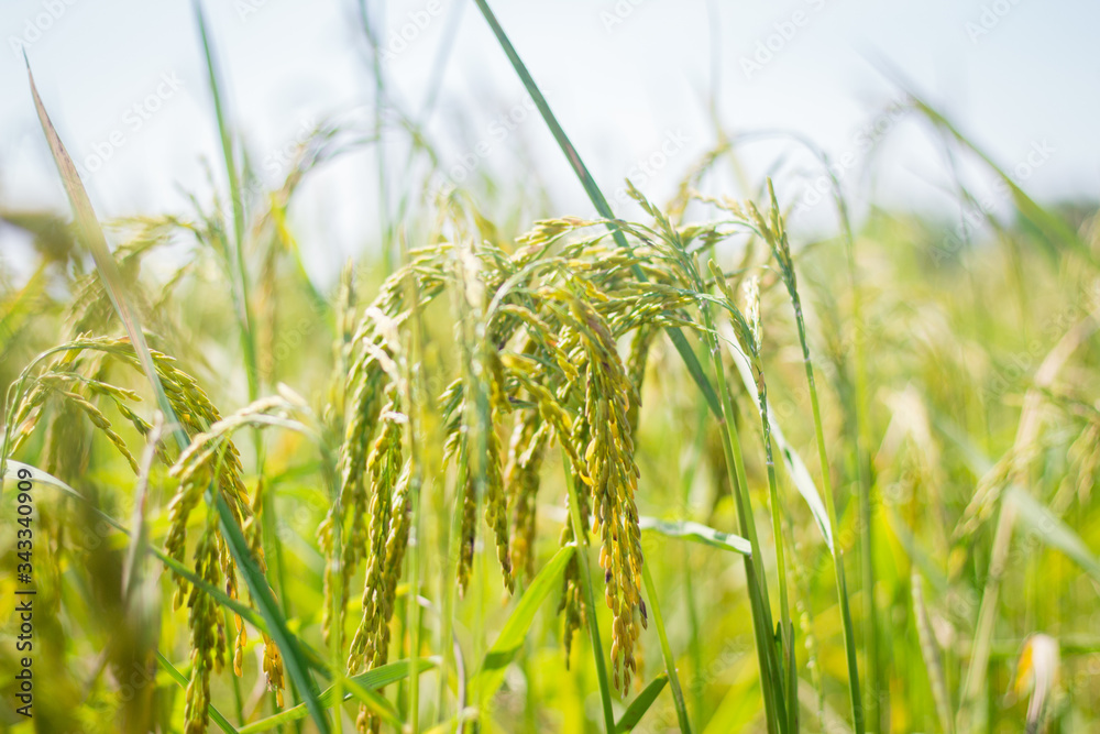 Naklejka premium Green fields and golden ears of rice