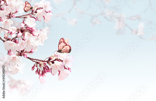 Horizontal spring background with sakura flowers